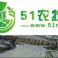 黑魚 生產(chǎn)方法 養(yǎng)殖方法）黑魚生產(chǎn)方法