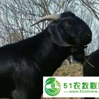 黑山羊肉羊價格，黑山羊公羊價格，有黑山羊