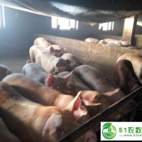 黑龍江大慶市生豬養(yǎng)殖找哪家，黑龍江大慶市生豬批發(fā)供應(yīng)銷售