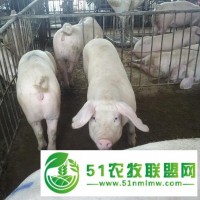 琿春市肉豬價(jià)格一頭