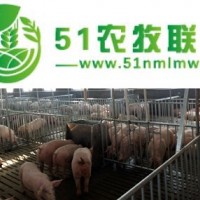 豬舍料線價格_牧鑫養(yǎng)殖設備 在線咨詢 _豬舍料線
