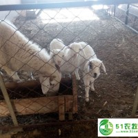 通遼市肉羊養(yǎng)殖，通遼市肉羊銷(xiāo)售