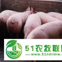 山東三元仔豬批發(fā)價(jià)格