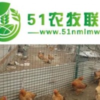 廠家以較低的價(jià)格供應(yīng)批發(fā)養(yǎng)雞網(wǎng)護(hù)欄網(wǎng) 勾花護(hù)欄網(wǎng)