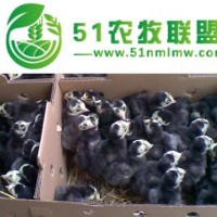火雞苗市場行情怎么樣，好養(yǎng)嗎