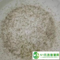 華廣水產(chǎn) 【苗場(chǎng)魚花】草魚水花 鯇魚水花 四大家魚水花