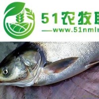 有機(jī)鰱魚(yú)
