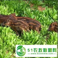福建小野豬，野豬苗養(yǎng)殖，眾鑫野豬，福州純種野豬