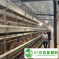 四層H型育雛全自動廠家浩克農(nóng)牧