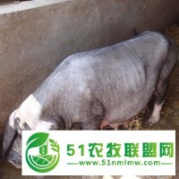 邯鄲育肥豬批發(fā)廠家哪家口碑好？歡迎各路大神來解答