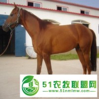 興安盟純種伊犁馬價(jià)格一匹