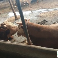 養(yǎng)10頭牛犢一年的利潤