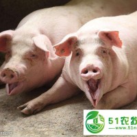 錦州市養(yǎng)殖豬價(jià)格，錦州市養(yǎng)殖豬銷售