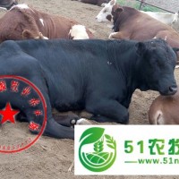 山西肉牛價格，忻州肉牛養(yǎng)殖場
