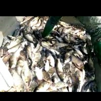 魚(yú)類(lèi)