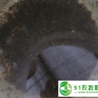 湖南泥鰍養(yǎng)殖場(chǎng)，湖南泥鰍苗養(yǎng)殖與銷(xiāo)售，*提供泥鰍養(yǎng)殖技術(shù)