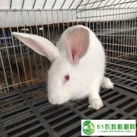 衡水伊拉兔苗報(bào)價(jià) *供苗