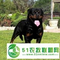 嘉祥羅威納犬廠家