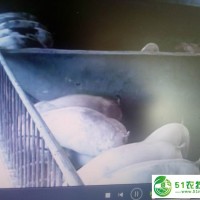 昌圖縣種豬銷售，昌圖縣種豬價(jià)格