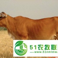 科左后旗肉牛銷售，科左后旗肉牛價格