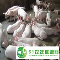 鹽山養(yǎng)殖廠為您介紹如何挑選豬苗