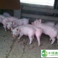 山東仔豬苗豬供應(yīng)價(jià)格求購仔豬豬場消毒注意事項(xiàng)生豬價(jià)格預(yù)測仔豬苗豬供應(yīng)基地 豬病預(yù)防指南的仔豬價(jià)格便宜的仔豬比較多