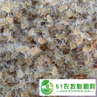 長(zhǎng)江系大閘蟹苗 大眼幼體 五期幼苗 扣蟹苗批發(fā) 接受預(yù)定