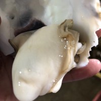 貴陽生蠔批發(fā)市場在那里-生蠔批發(fā)拿貨電話