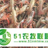 四川蝦苗，小龍蝦苗，淡水龍蝦苗