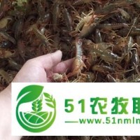 大閘蟹價(jià)格 大閘蟹批發(fā) 閘蟹