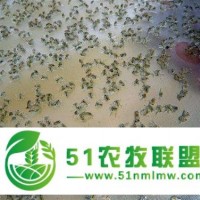 衡陽(yáng)扣蟹苗合作社