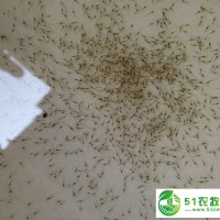 山東地區(qū)淡水南美對蝦苗批發(fā) *傳授養(yǎng)殖技術