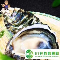 山東生蠔乳山蠔有批發(fā)市場(chǎng)2倍3倍體規(guī)格齊全