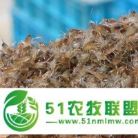 興文縣淡水龍蝦苗養(yǎng)殖場(chǎng)基地 大量批發(fā)