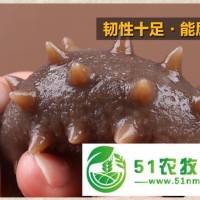 供應(yīng)**海參
