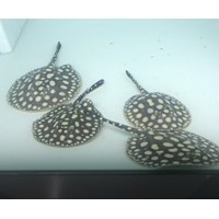 皇冠黑白魟魚