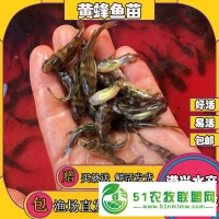 淮北黃顙魚苗水花價(jià)格實(shí)惠池州黃辣丁魚苗 健康鮮活 **