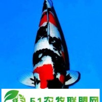 蘇州市日本錦鯉養(yǎng)殖場(chǎng)