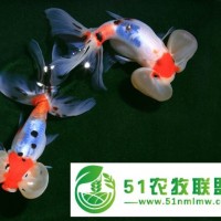 五花水泡金魚活體魚冷水魚淡水魚自家魚場(chǎng)**批發(fā)魚苗徐州金魚 金魚養(yǎng)殖場(chǎng) 金魚魚苗