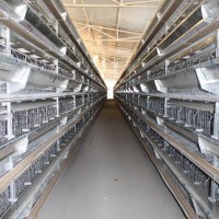 **9CLD系列層疊式蛋雞設(shè)備* 蛋雞設(shè)備 全系列全規(guī)格