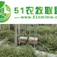 蜜蜂養(yǎng)殖技術(shù)，怎么給蜜蜂喂水