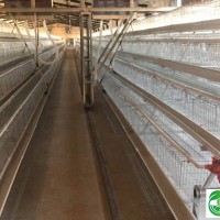 三層階梯式蛋雞籠