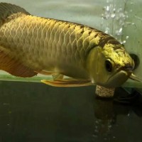 涿州市亞克力魚缸訂制價(jià)格