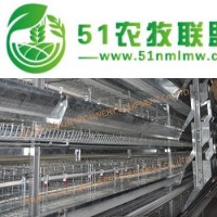 蛋雞籠 層疊式自動化養(yǎng)雞設(shè)備 鍍鋅**籠網(wǎng)