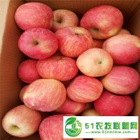 供應(yīng)80山東冷庫(kù)蘋果新價(jià)格山東冷庫(kù)蘋果批發(fā)價(jià)格