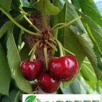 泰安中鑫農業(yè)早熟齊早櫻桃 櫻桃新品種魯櫻3號,一根棍雷潔娜俄羅斯8號性能**