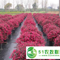 湖北金森女貞小苗市場價多少 鑄造輝煌 咸安區(qū)春城苗圃供應(yīng)