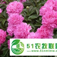 園林芍藥、觀賞芍藥種植、菏澤芍藥花苗批發(fā)