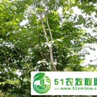 供應(yīng)垂枝丁香接穗，常青白蠟接穗，英國紅花山楂接穗