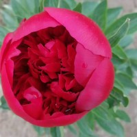 **觀賞芍藥、芍藥育苗、芍藥批發(fā)價格